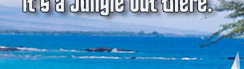 www.traveljungle.co.uk
